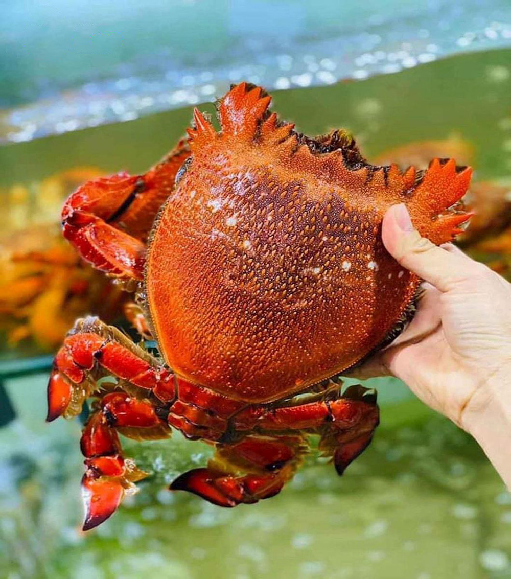 Spanner Crab: Royalty's Delight