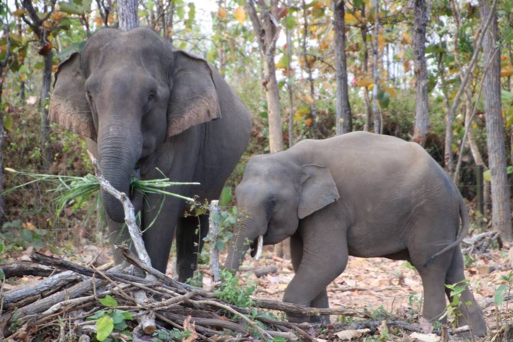 Wildlife Encounters in Yok Don National Park