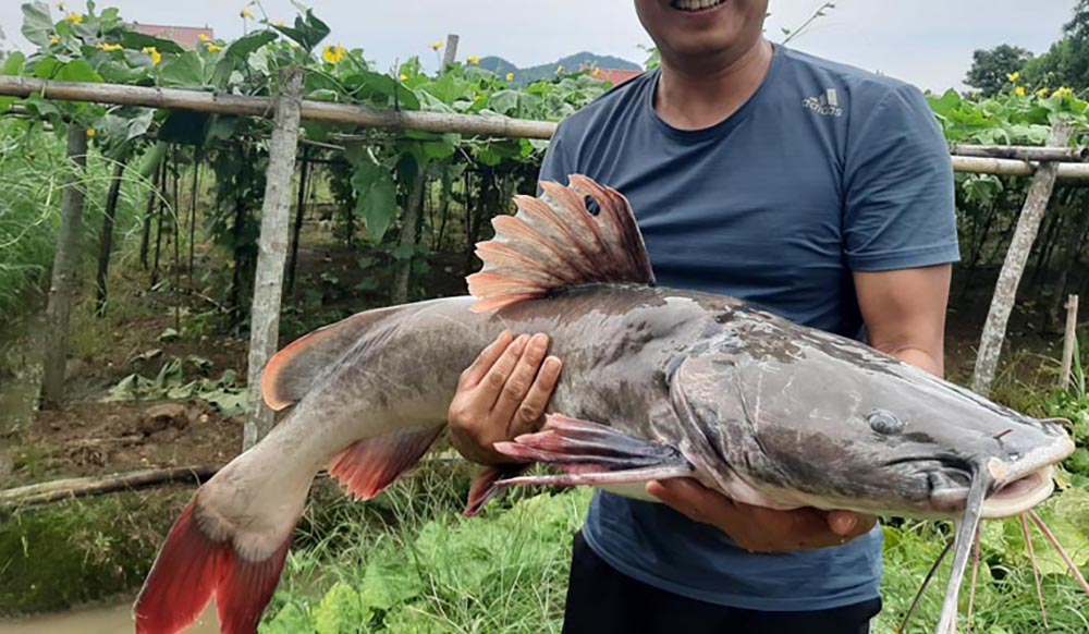 Local Freshwater Fish Varieties